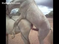 Zoo fetish video featuring two mules fucking that was captured by an amateur photographer
